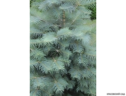 Пихта одноцветная Арчел Дварф - фото в ландшафте - красовский-сад.рф