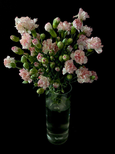 Гвоздика кустовая 15 шт