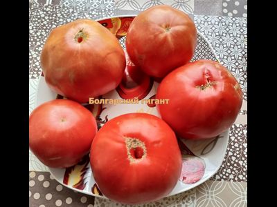 Томат Болгарский гигант (Bulgarian giant)
