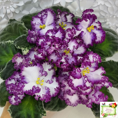 АВ-Навсегда (Фиалковод) 2021 г. (лист посажен 03.11.25)