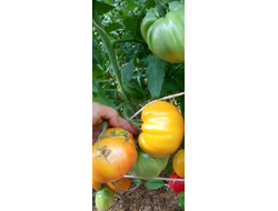 Томат Юко совершенная хурма (Yuko's Persimmon Perfection, Канада)