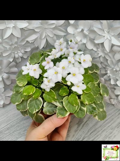 Ва-Банк (Л. Мещерякова) листовая химера (стартер сорт)