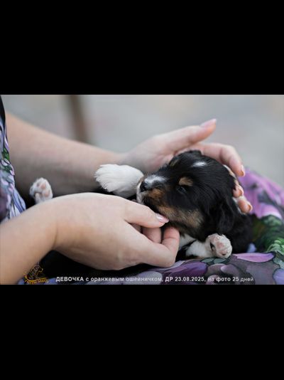 девочка ОРАНЖЕВЫЙ ошейничек Д-2025, mas = ЗАБРОНИРОВАНА