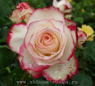 Юбилей Принца Монако