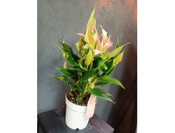 Антуриум Лилли 14/50см