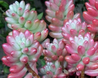 Sedum Rubrotinctum Aurora