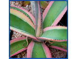Agave guiengola &#039;Creme Brulee&#039;
