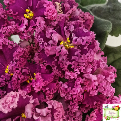 ЛФ-Дарья (Л.Федосеева) 2017 г. (пасынок укоренённый)