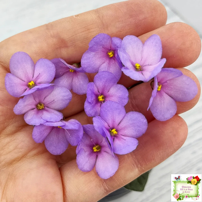 Frosted Fantasy спорт трейлер