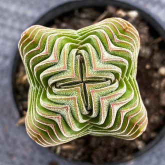 Crassula Buddha's Temple