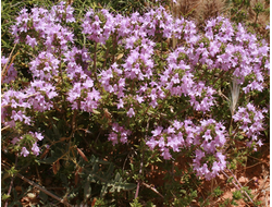 Тимьян марокканский (Thymus satureioides) - 100% натуральное эфирное масло