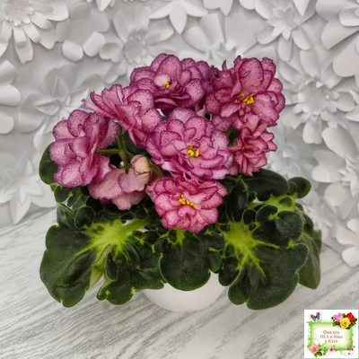 ЛФ-Мраморный Пион (Л. Федосеева)