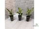 Ficus elastica "shivereana" / фикус эластика шивериана
