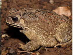 Жаба чернорубцовая (Bufo melanostictus)
