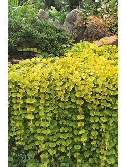 Вербейник монетчатый