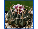 Echinofossulocactus coptonogonus PP 959