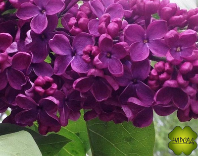 Сирень "ИНДИЯ" (очень темная) саженец 80 см