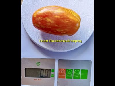 Томат Гном Полосатый перец  (Dwarf Pepper Like Stripe)