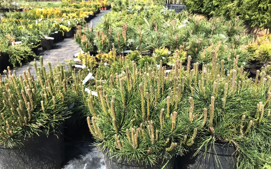 Наши весенние хвойники