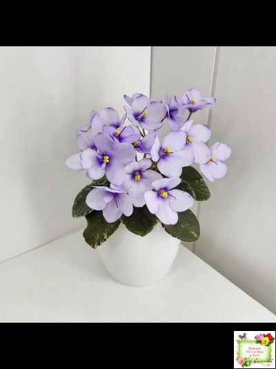 Smitten Kitten (LLG/S.Sorano) 03/22/2008 (9956)