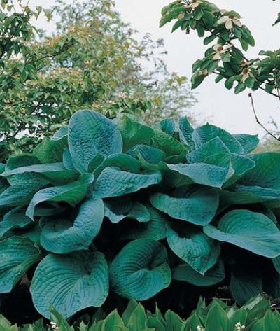 Хоста Биг Дадди (Big Daddy)