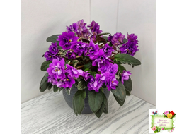 Senk's Longlegs (R. Follett/D. Senk) трейлер (укор. пасынок)