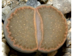 Lithops hallii (Литопс Холла)