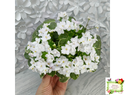 Ва-Банк (Л. Мещерякова) листовая химера (стартер сорт)