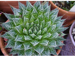 Aloe aristata (Алое остистое)