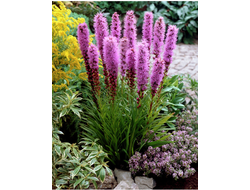 Лиатрис Флористан Виолетт (Floristan Violet), 3 шт/уп.