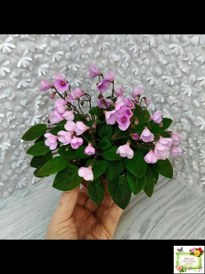 Flashy Trail (H.Pittman) TX Hyb трейлер