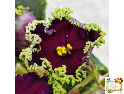 РС-Дон Жуан (С. Репкиной) 2013 г.