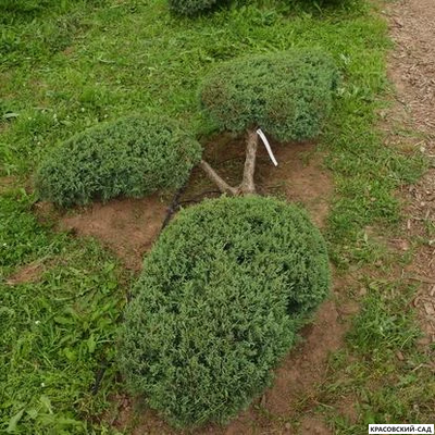 Ниваки - Бонсай садовый можжевельник Минт Джулеп - Mint Julep