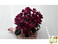 Black Jewel (H.Pittman) 02/14/04