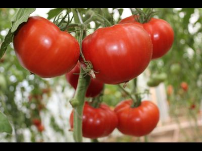Pomodoro di Tramonte