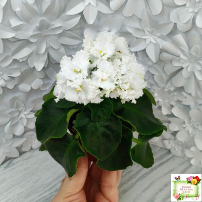 ML-Облако в Горах (Miniviolets Lux) 2022 г. (лист посажен 25.01.26)