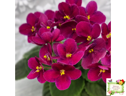 Mac’s Paisley Pattern (G.McDonald)