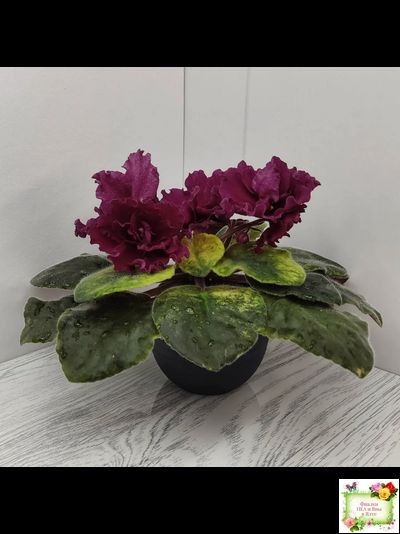 ЕК-Жара (Е. Коршунова) 2018 г.