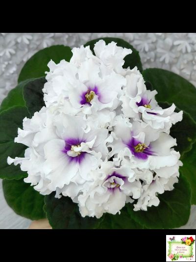 ПТ-Лариса (Т. Пугачева) 2017-2018 гг. (Стартер)