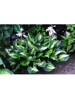 ХОСТА Вирлвинд (WHIRLWIND)