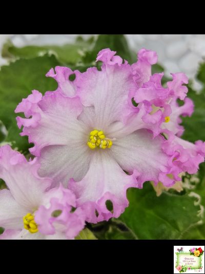 Nik-Обыкновенная Богиня (Н. Булко) 2023 г. (сортовая омоложенная розетка)