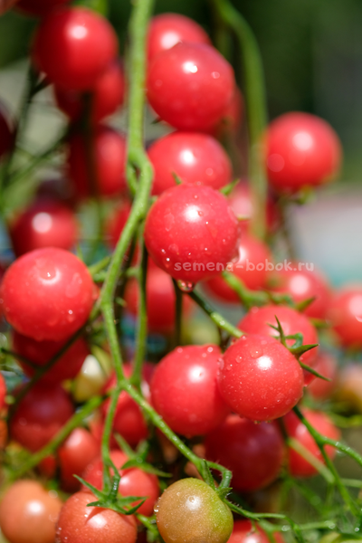 Томат Rose Quartz Multiflora (Розовый Кварц Мультифлора), 10 шт