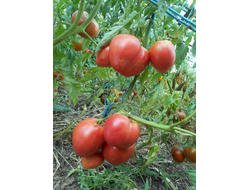 Томат Японка