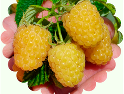 малина крупноягодная "Солнечный сюрприз"