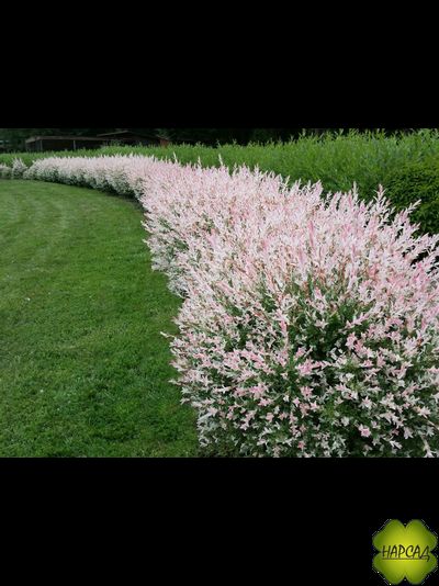 Ива "Хакуро-Нишики" (РОЗОВЫЙ ПРИРОСТ БУДТО ЦВЕТЫ) (саженец 1,5 года)