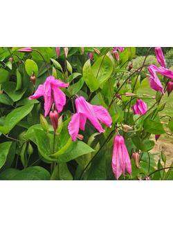 Клематис Аленушка