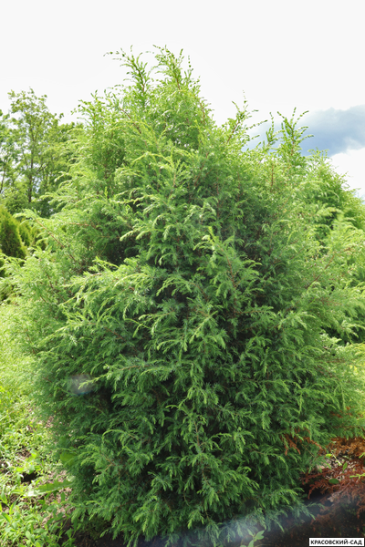 Можжевельник Хиберника - Hibernica