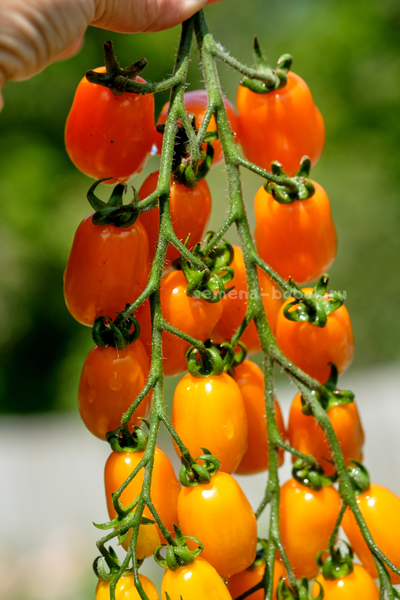 Томат Сан-Марцано Иса, 10 шт