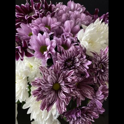 Хризантема кустовая микс 25 шт