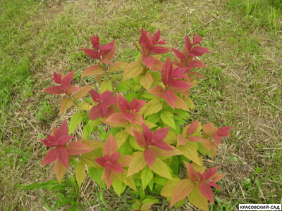 Спирея Макрофила - Macrophylla
